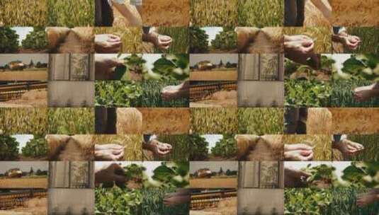 各式农作物高清在线视频素材下载