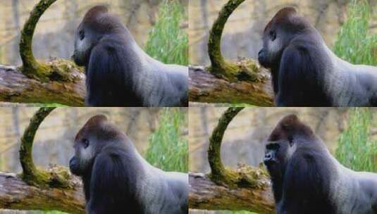 森林里银背大猩猩高清在线视频素材下载