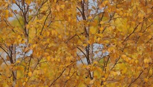 深秋风景 金黄色树叶 随风飘舞 4k高清在线视频素材下载