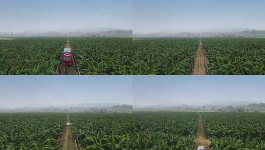 香蕉粉蕉种植基地6高清在线视频素材下载