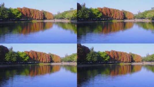 广州麓湖公园落羽衫红叶秋色自然唯美风光高清在线视频素材下载