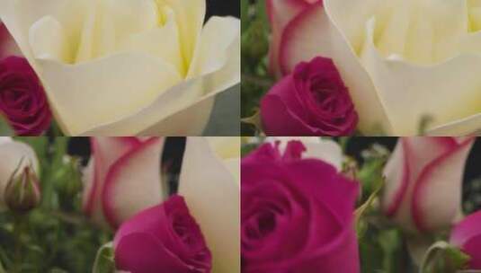 粉红色和白色花朵的特写高清在线视频素材下载