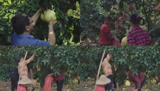 摘蜜柚摘水果种植水果高清在线视频素材下载