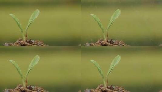 升格拍摄植物种子生根发芽高清在线视频素材下载