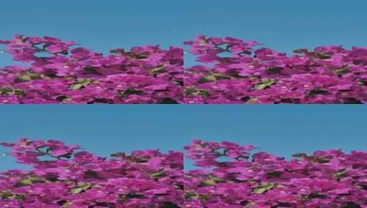 粉色的花朵在微风中摇曳高清在线视频素材下载