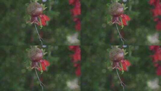 美国加利福尼亚州的一朵石榴花在旺季发芽。高清在线视频素材下载
