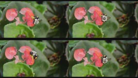 蜜蜂给海棠花授粉高清在线视频素材下载