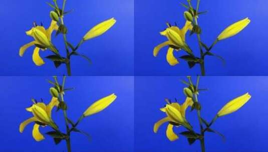 百合花-在茎-上缓缓开放高清在线视频素材下载