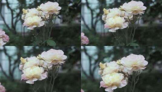 绽放的白色玫瑰高清在线视频素材下载