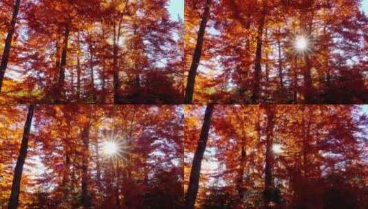 阳光洒在秋季的森林中高清在线视频素材下载