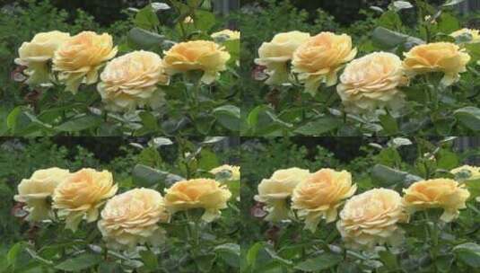 黄色玫瑰花随风飘荡高清在线视频素材下载