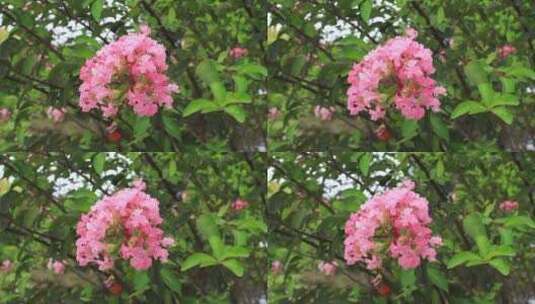 秋日公园中的小叶紫薇风中摇曳高清在线视频素材下载