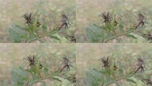 绿植植物高清在线视频素材下载