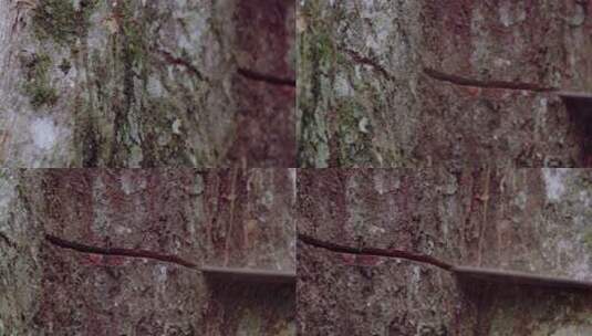 砍伐树木特写镜头高清在线视频素材下载