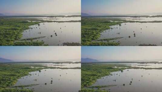 深圳福田湿地公园自然风光航拍视频高清在线视频素材下载