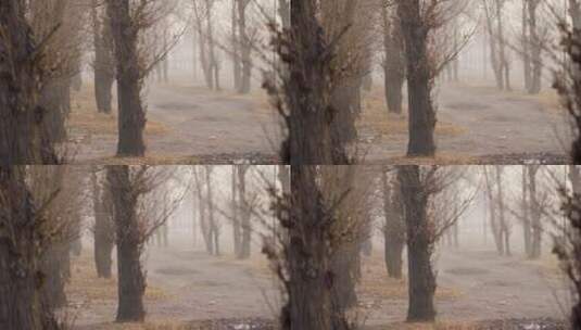 【空镜】4K自然冬季北方农村道路薄雾枯树高清在线视频素材下载