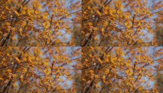 秋天的枫叶树枝高清在线视频素材下载