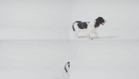 狗吊着球奔跑高清在线视频素材下载