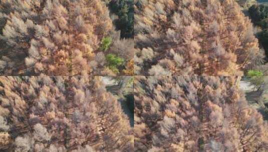 东北秋天森林秋景航拍高清在线视频素材下载