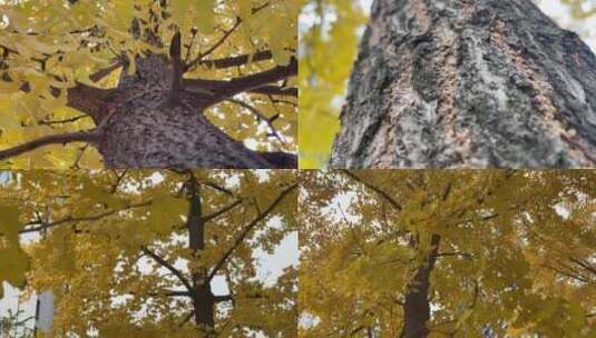 银杏冬天冬季黄树叶入冬落叶高清在线视频素材下载