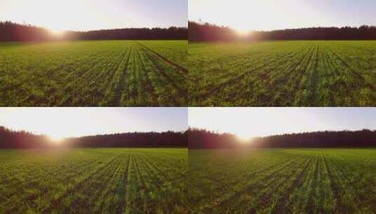 日出时飞跃绿色的农田高清在线视频素材下载