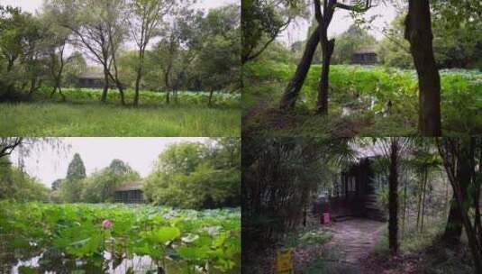 杭州国家西溪湿地公园绮云馆4K视频素材高清在线视频素材下载