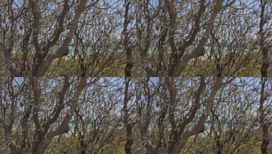 澳大利亚墨尔本海边木栈道大树高清在线视频素材下载