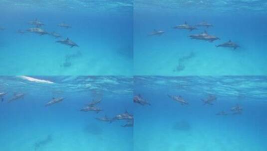 海豚在海洋里畅游的特写高清在线视频素材下载