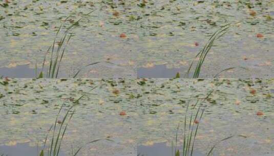 湖边水草风吹芦苇大河江河江边湖泊湖畔岸边高清在线视频素材下载