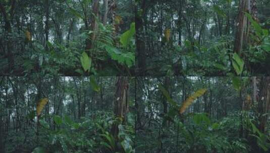森林雨水下雨雨滴热带雨林高清在线视频素材下载