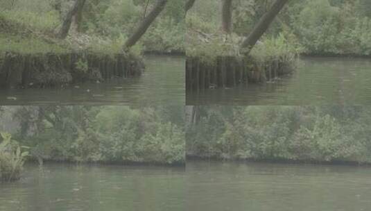杭州西溪湿地水上芦苇荡游船风光高清在线视频素材下载