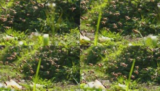 特写慢镜头春天田野里成群的蜜蜂高清在线视频素材下载