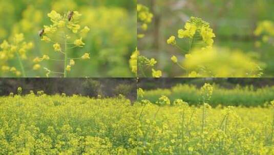 油菜花蜜蜂高清在线视频素材下载