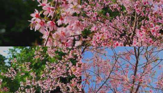 春天绽放的樱花合集高清在线视频素材下载