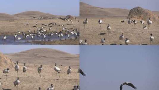 4K航拍 云南大山包黑颈鹤着陆高清在线视频素材下载