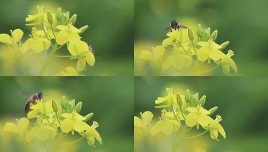 蜜蜂与油菜花高清在线视频素材下载