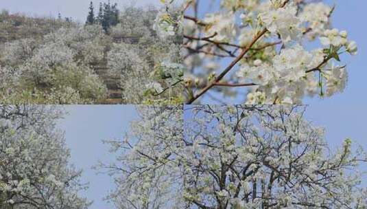 春天盛开的梨花合集高清在线视频素材下载
