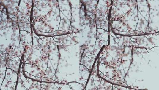 4K春季樱花盛开高清在线视频素材下载