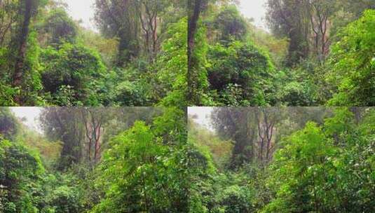 雨天爬山山里植物镜头高清在线视频素材下载