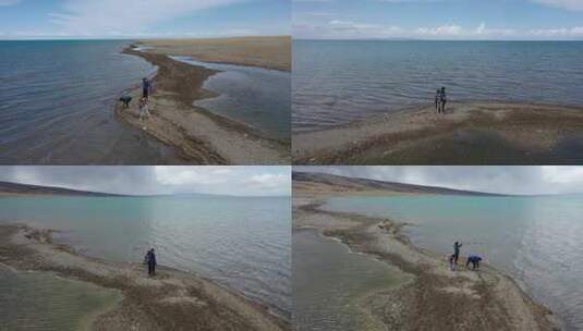 4K航拍青海湖牦牛草原高清在线视频素材下载
