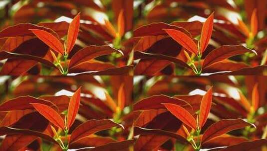 观叶植物红背桂花E高清在线视频素材下载