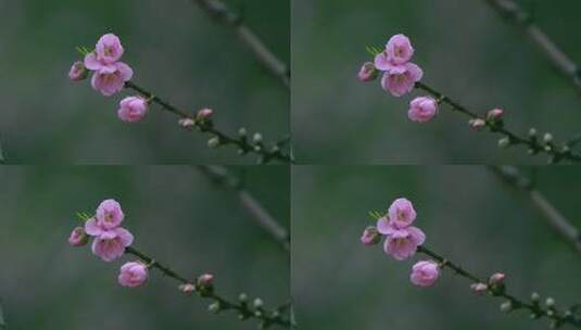 桃花桃花林桃花源高清在线视频素材下载