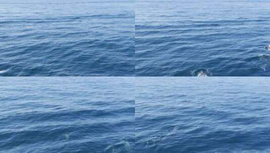 海豚在开阔的水域里游动高清在线视频素材下载