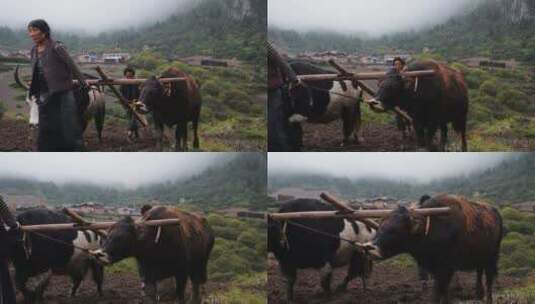 山间二牛抬杠犁地高清在线视频素材下载
