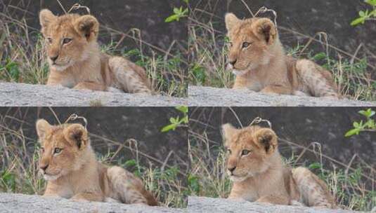 小狮子 狮子 野生动物  自然保护区高清在线视频素材下载