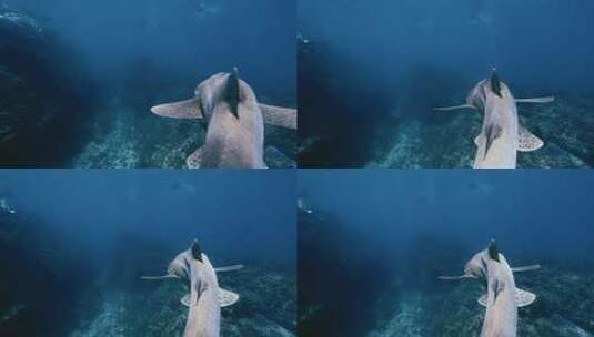 水下拍摄豹纹鲨高清在线视频素材下载