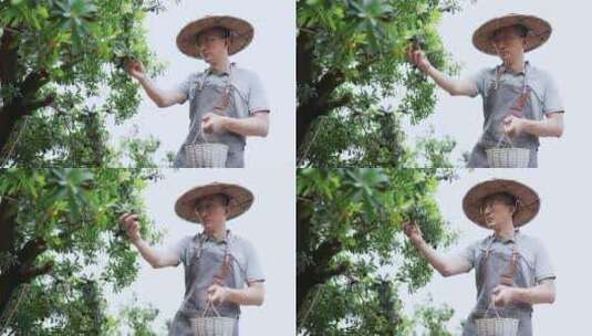 男性农民在果园采摘杨梅高清在线视频素材下载