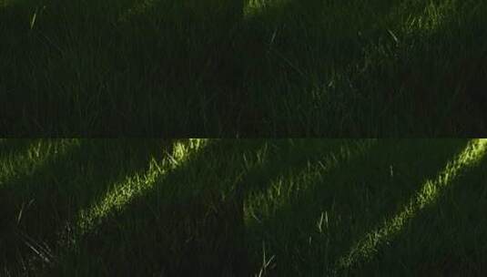 阳光自然意境草地素材高清在线视频素材下载