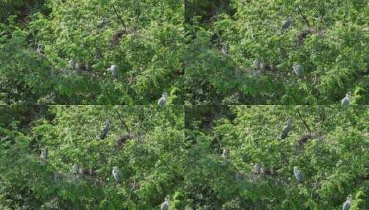 树枝上的野生水鸟苍鹭高清在线视频素材下载
