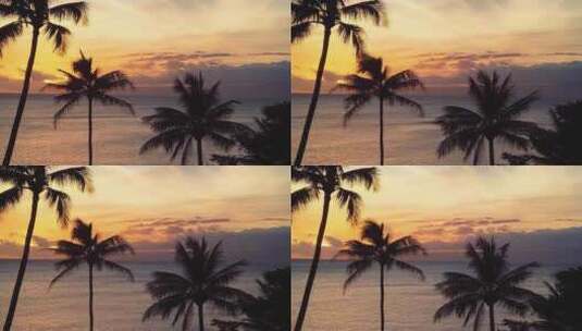 三亚海边日落夕阳棕榈树椰子树唯美晚霞高清在线视频素材下载